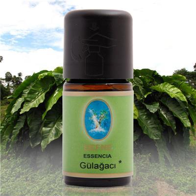 Gülağacı Yağı Organik 5 ml